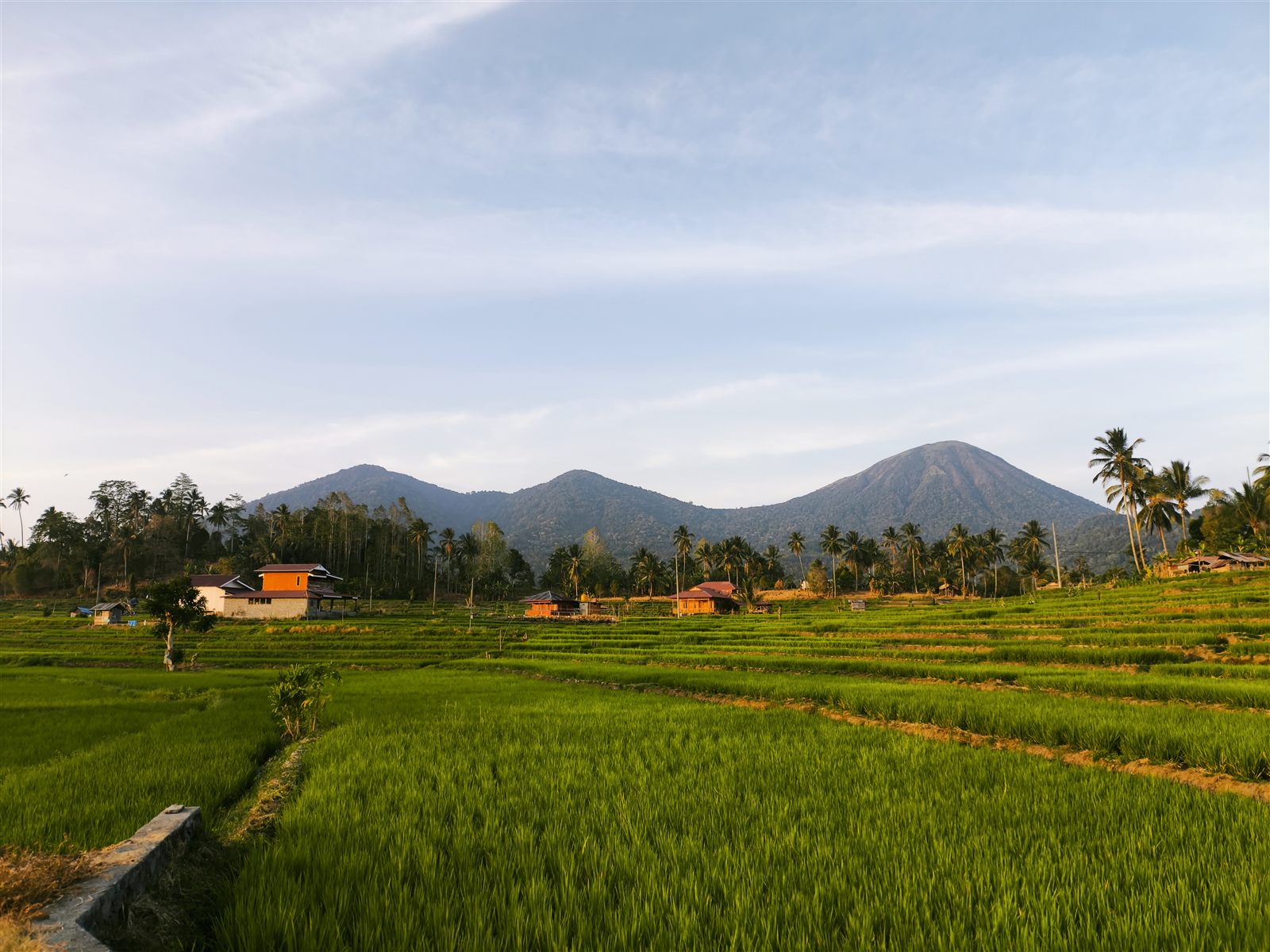 Hamparan sawah di Kelurahan Taratara Satu