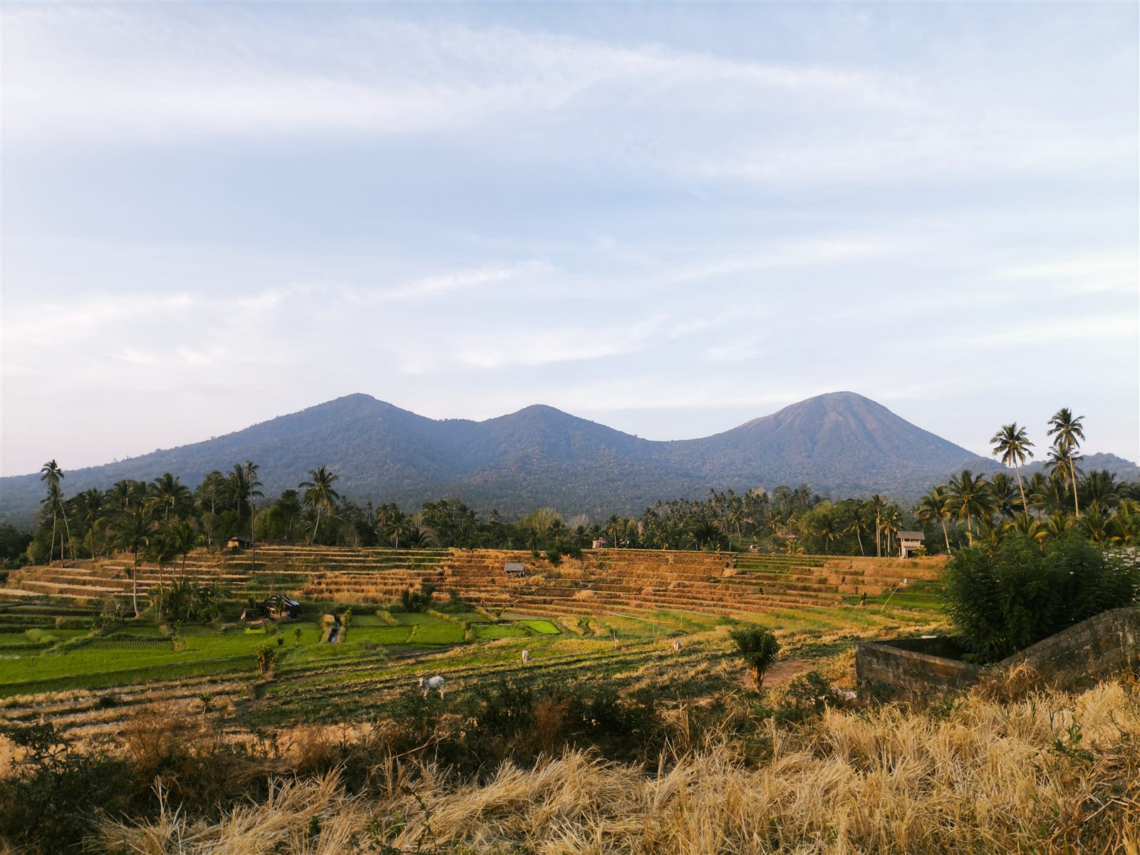 Sawah berundak di Kelurahan Taratara Satu